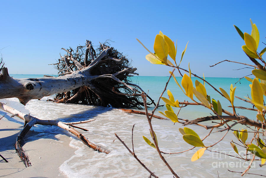 Beach Photograph - The Driftwood Beach Tree by Jost Houk
