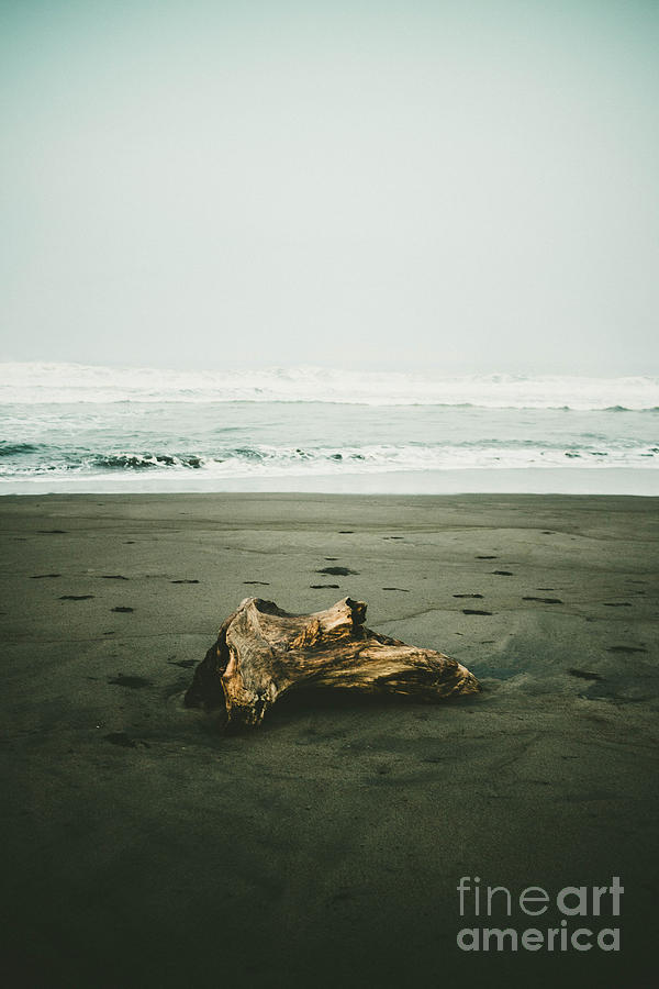 Nature Photograph - The Driftwood by Hardi Saputra