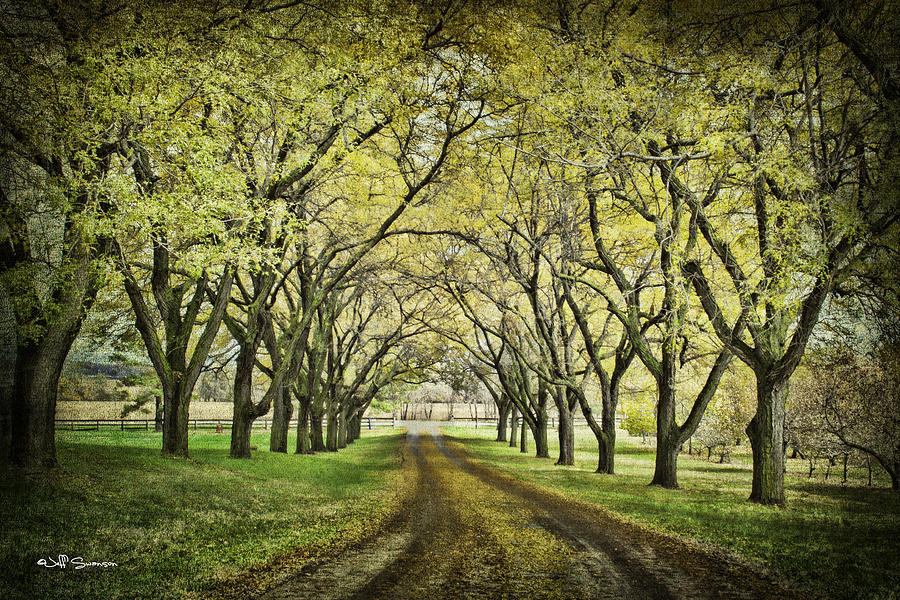 Tree Photograph - The Driveway by Jeff Swanson