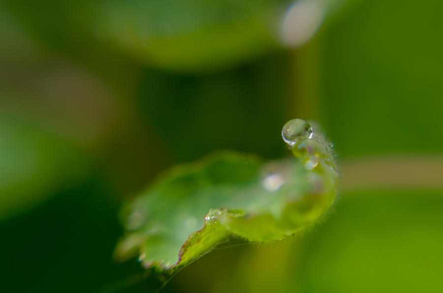 The Drop Photograph by Michael Goyberg