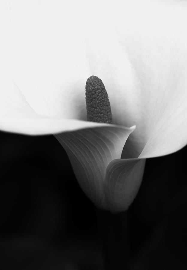 Black And White Photograph - The Duality Of Nature  by Connie Handscomb