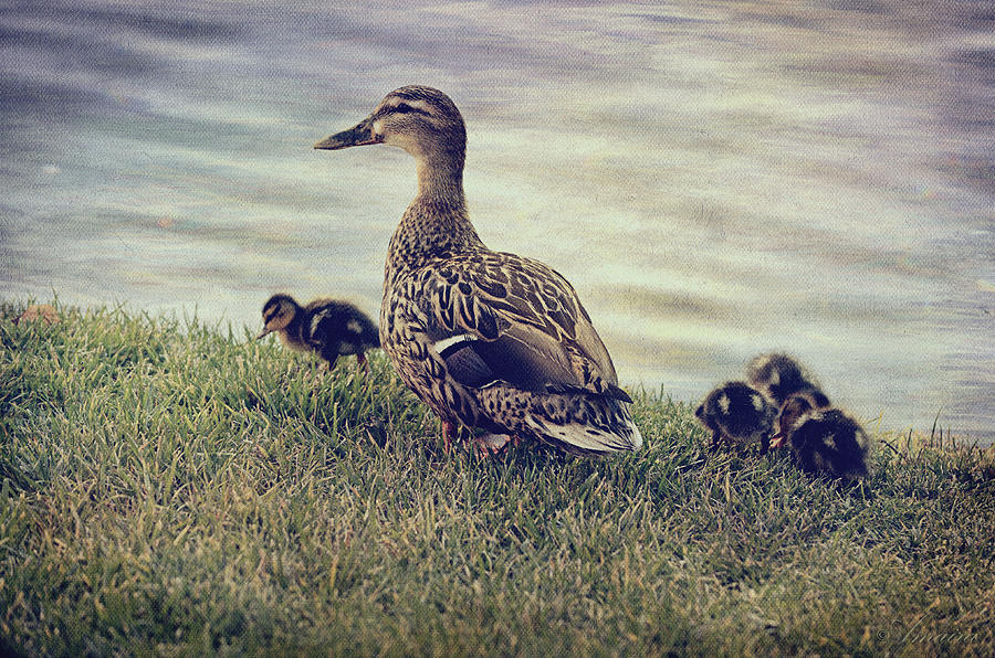 The Duck Family Photograph by Maria Angelica Maira