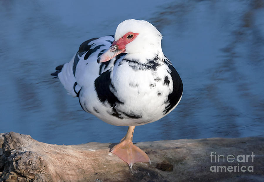 the-dumb-duck-photograph-by-odon-czintos