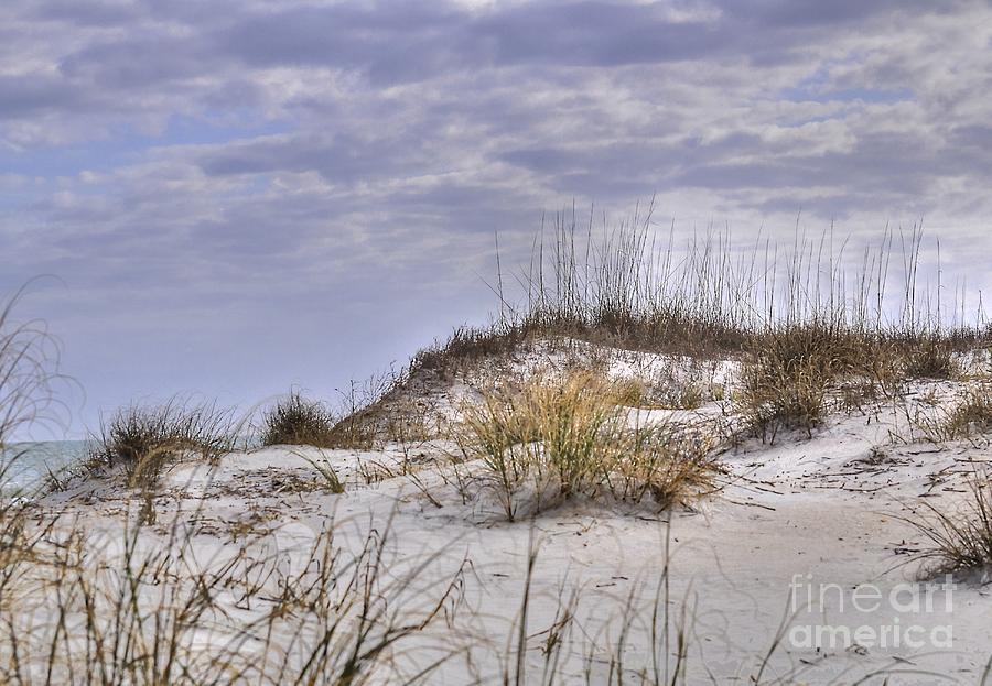 The Dunes At Huntington Beach State Park Photograph by Kathy Baccari