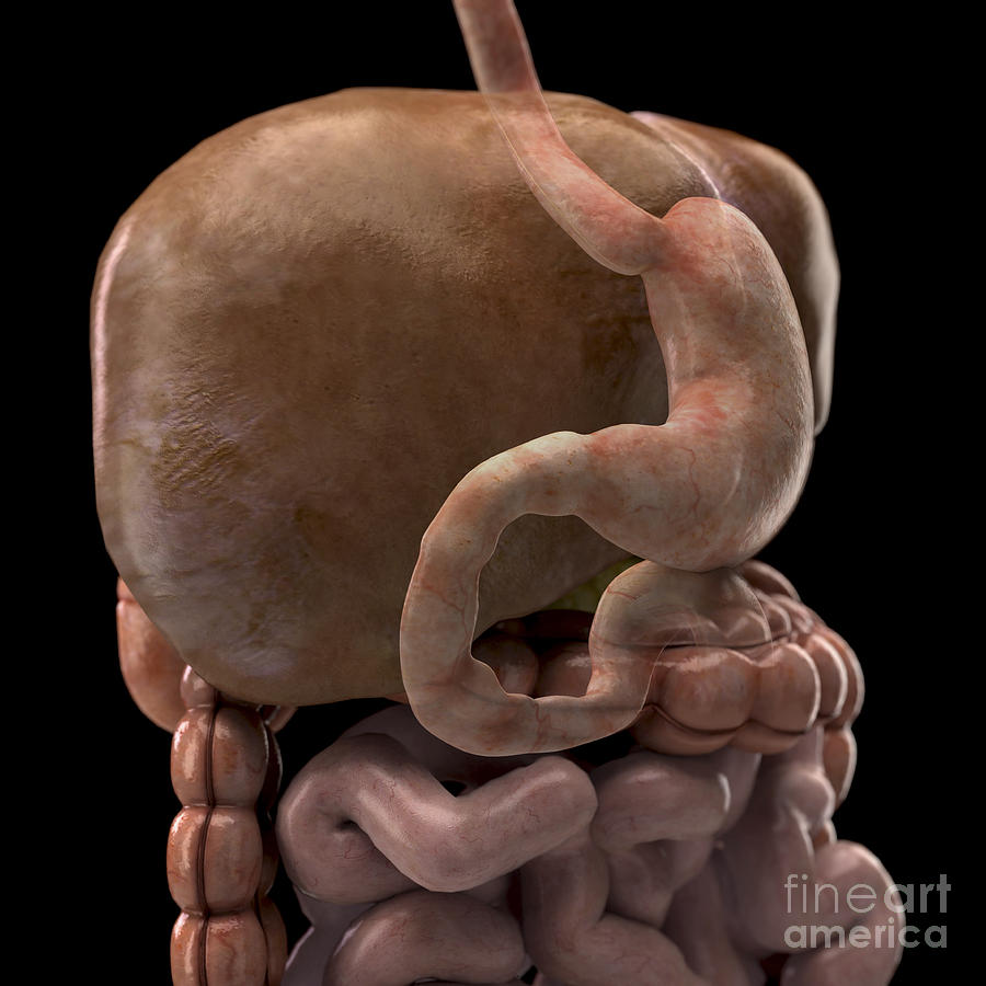Human Photograph - The Duodenum by Science Picture Co