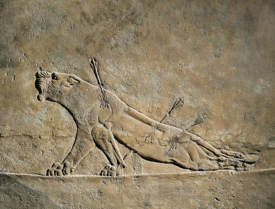 The Dying Lion. Ca. 645 Bc. Panel Photograph by Everett - Fine Art America