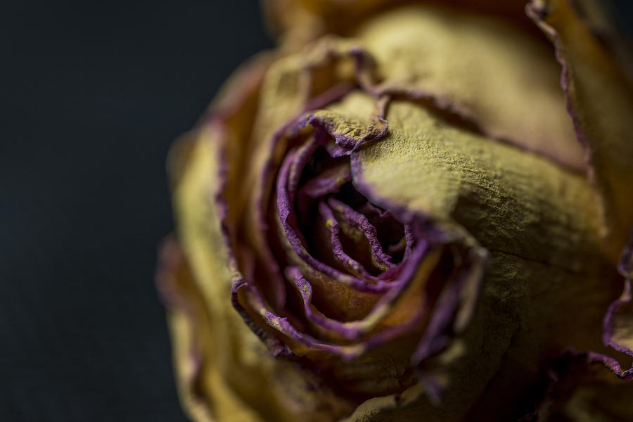 The Dying Rose Photograph by David Haskett II