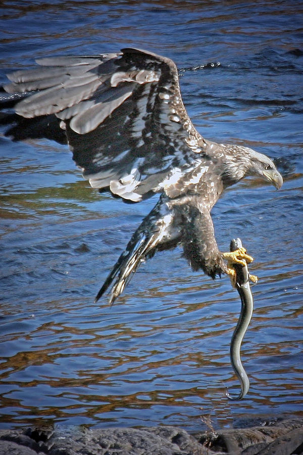 The Eagle and the Eel Photograph by Sharon Fiedler Fine Art America
