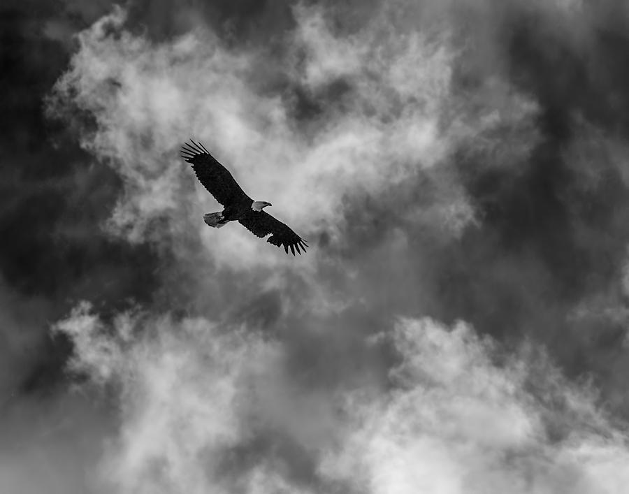 The Eagle BW Photograph by Ernest Echols