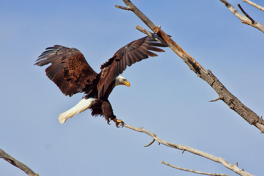 The Eagle Eye Photograph by Jim Garrison