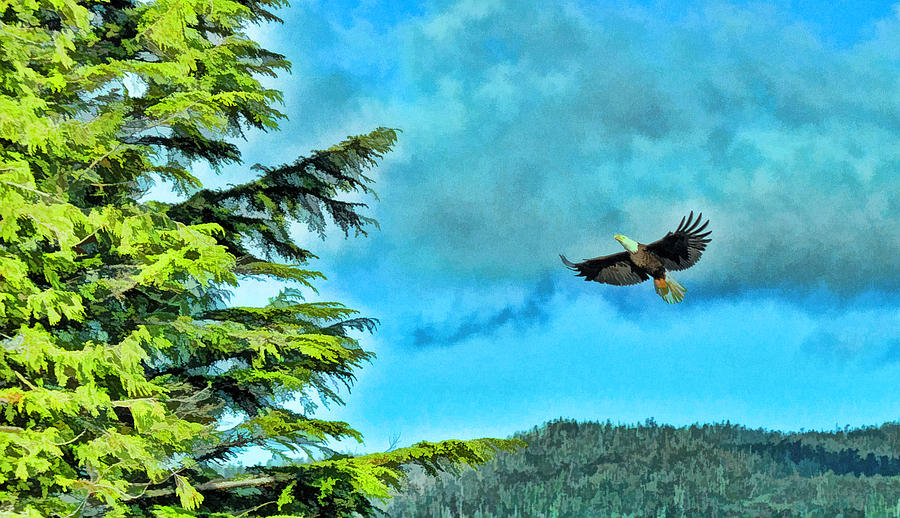 The Eagle Has Landed Photograph by Allen Beatty