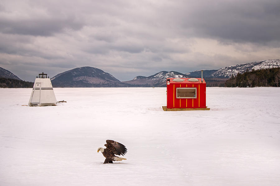 The Eagle Has Landed Photograph by Darylann Leonard Photography