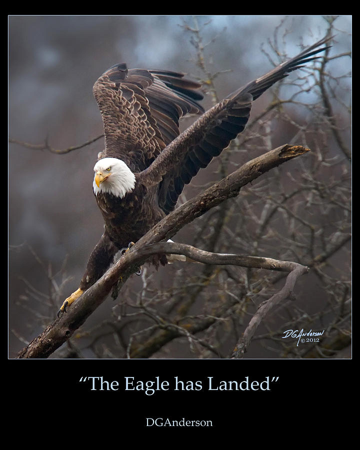 The Eagle has Landed Photograph by Don Anderson