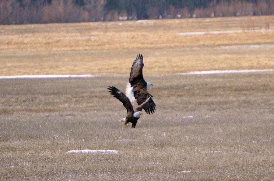 The Eagle Has Landed Photograph by Bonfire Photography