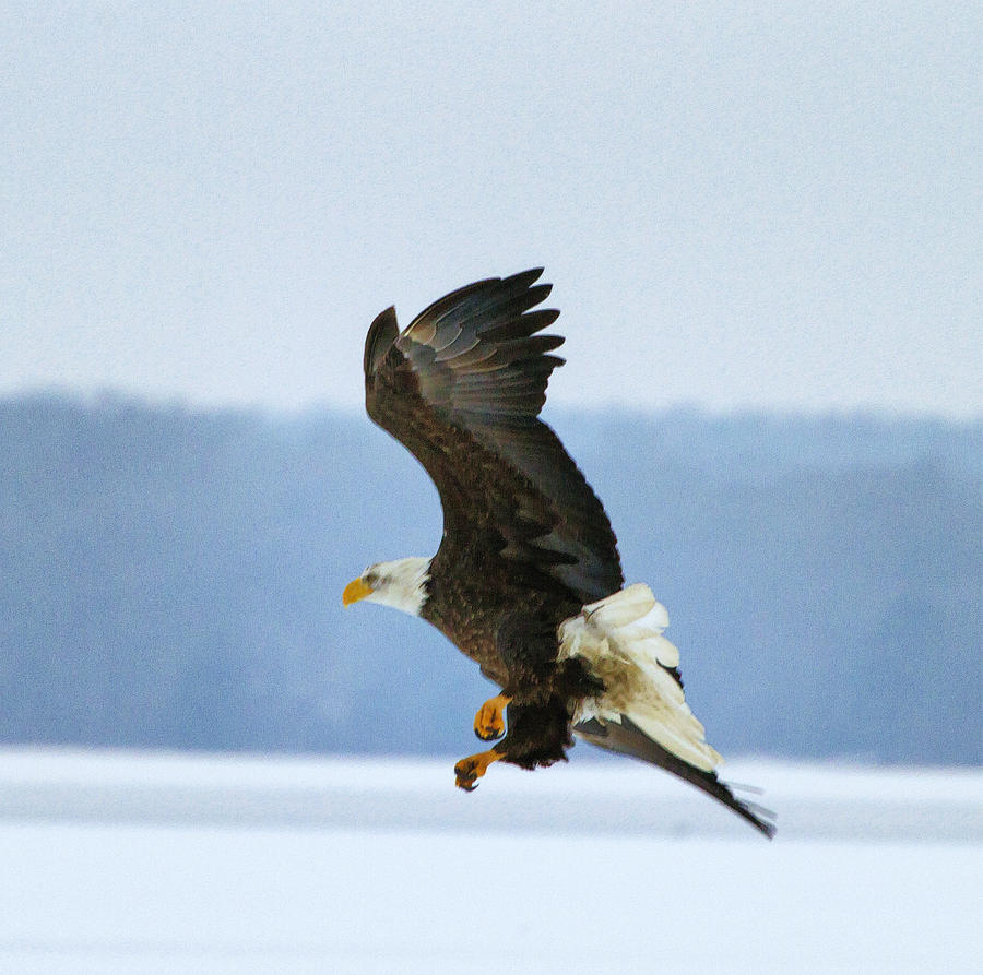 The Eagle Is About To Land Photograph by Constantine Gregory
