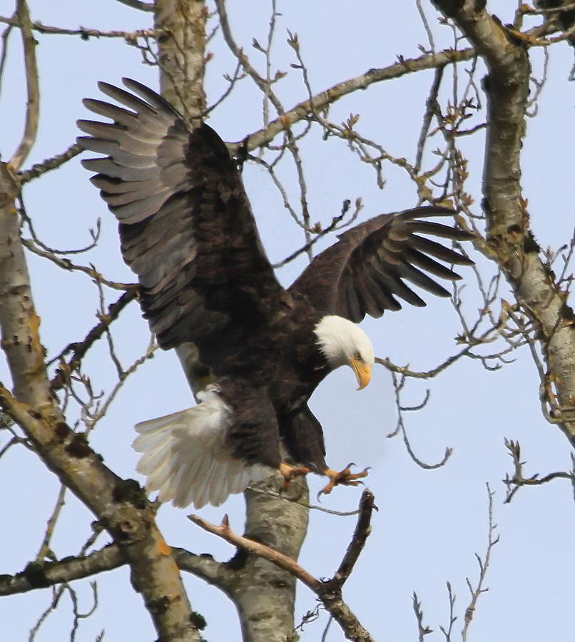Eagle Photograph - The Eagle is Landing by Angie Vogel