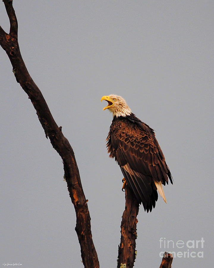 The Eagles Cry Photograph by Jai Johnson