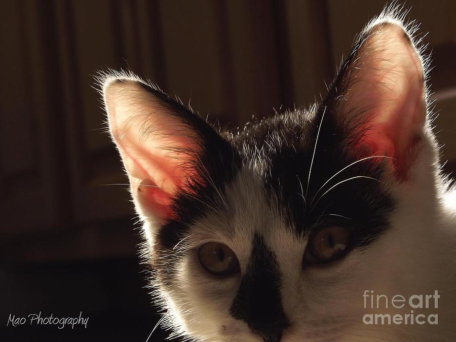 Cat Photograph - The Ear of the Kitten by Maideline  Sanchez