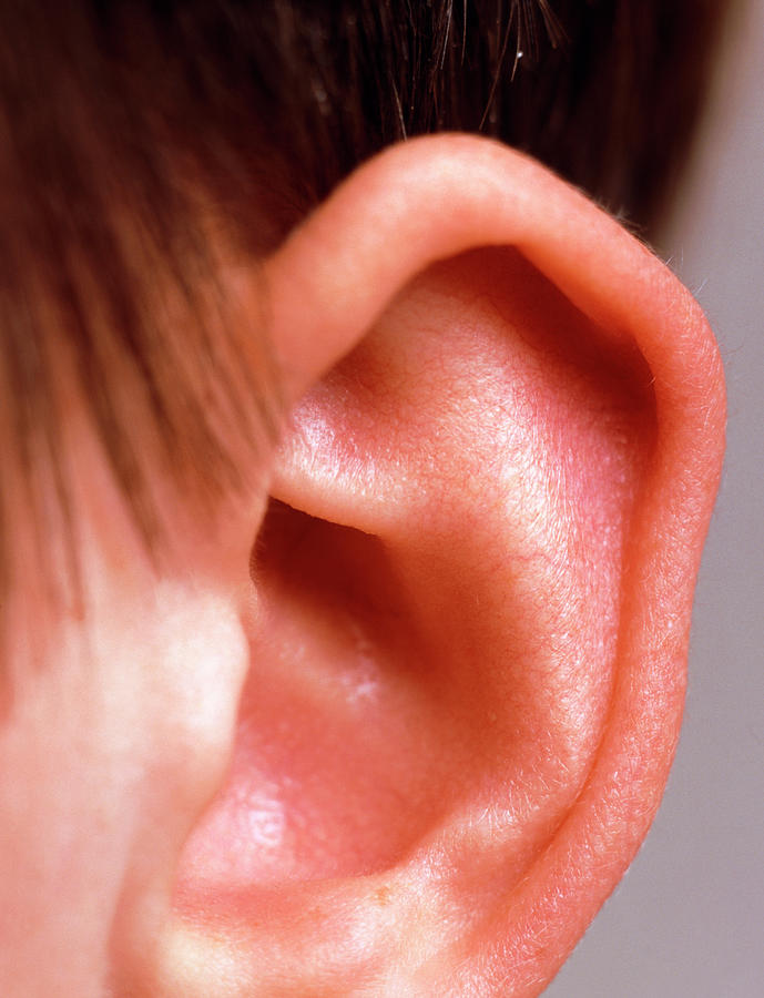 The Ear Pinna Of A Young Boy Photograph by Saturn Stills/science Photo Library