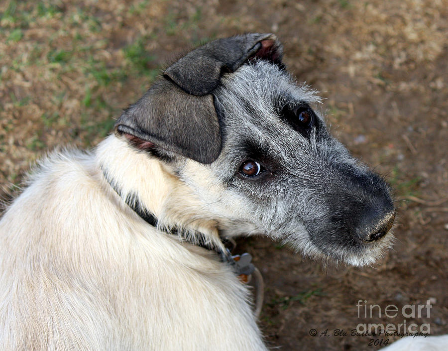 Dog Photograph - The Ears Have it by Ann Butler