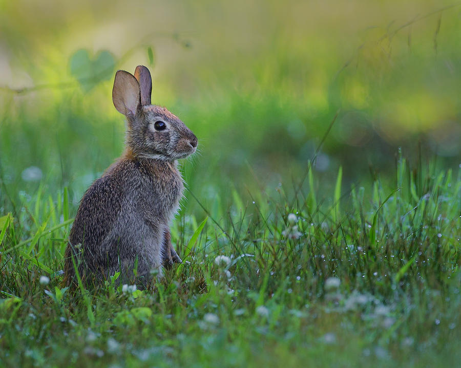 The Eastern Cottontail Photograph by Bill Wakeley