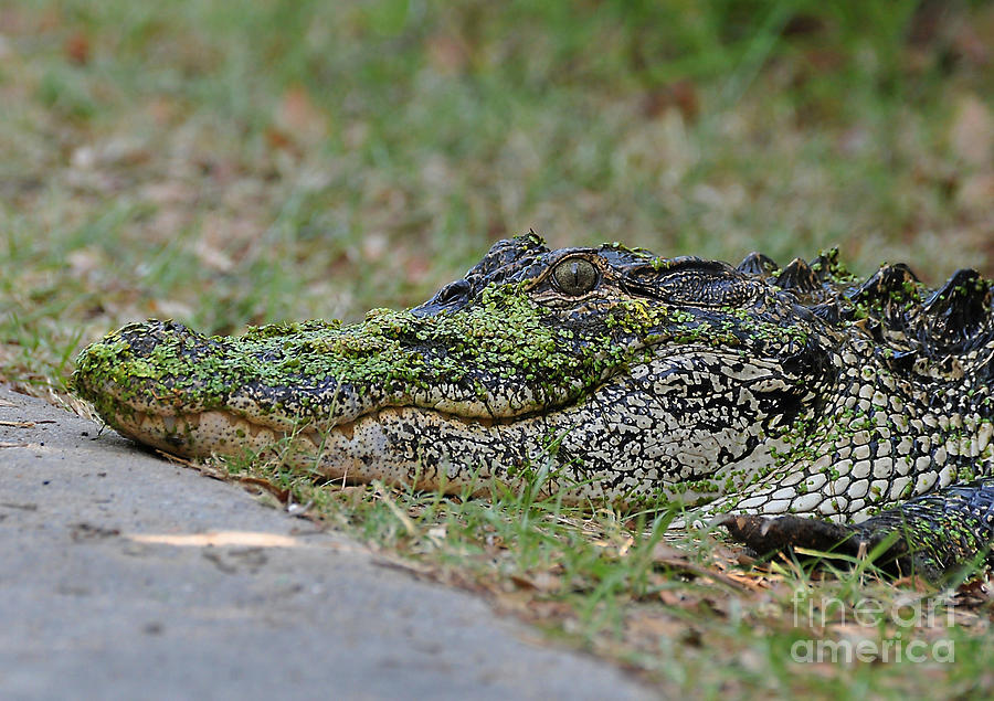 Reptile Photograph - The Easy Way To Clear A Sideway by Kathy Baccari
