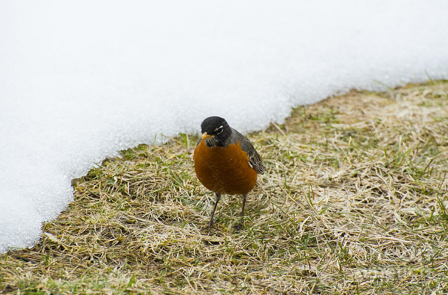 Robin Photograph - The Edge Of Spring by Dan Hefle
