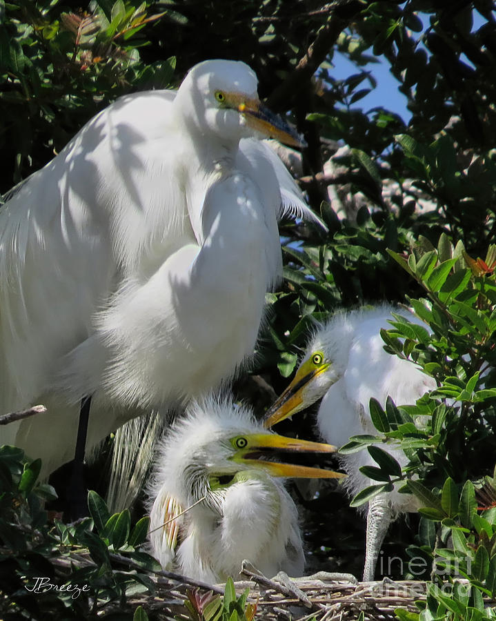 The Egret Family Photograph by Jennie Breeze