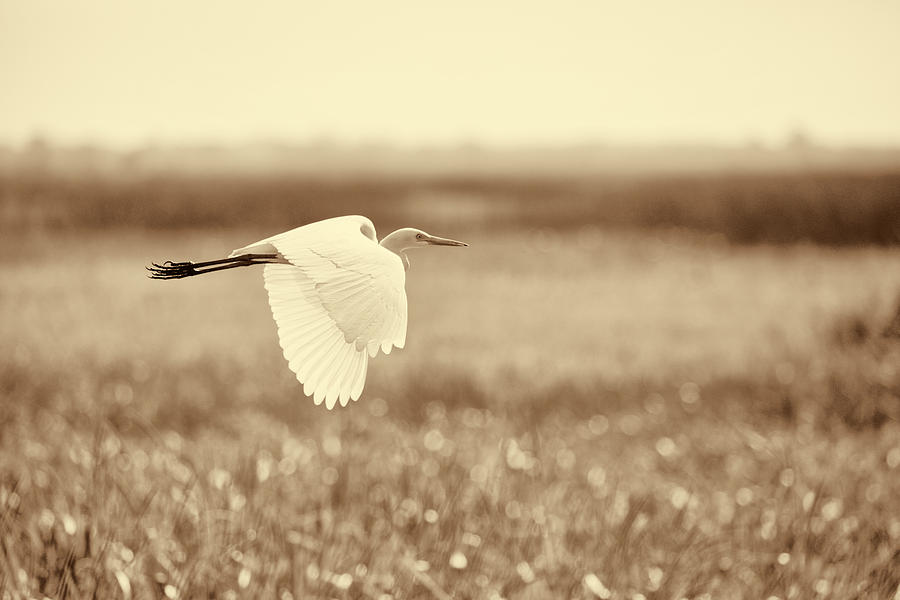 Egret Photograph - The Egret in Flight Series V1 by Douglas Barnard