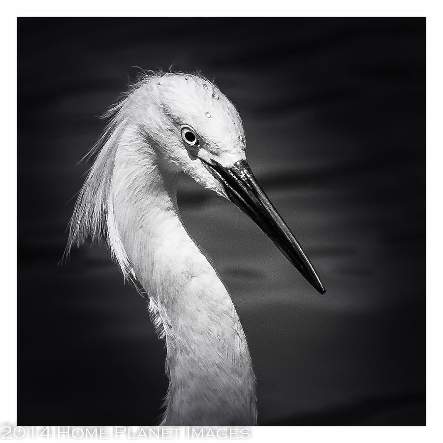 The Egret Photograph by Janis Knight