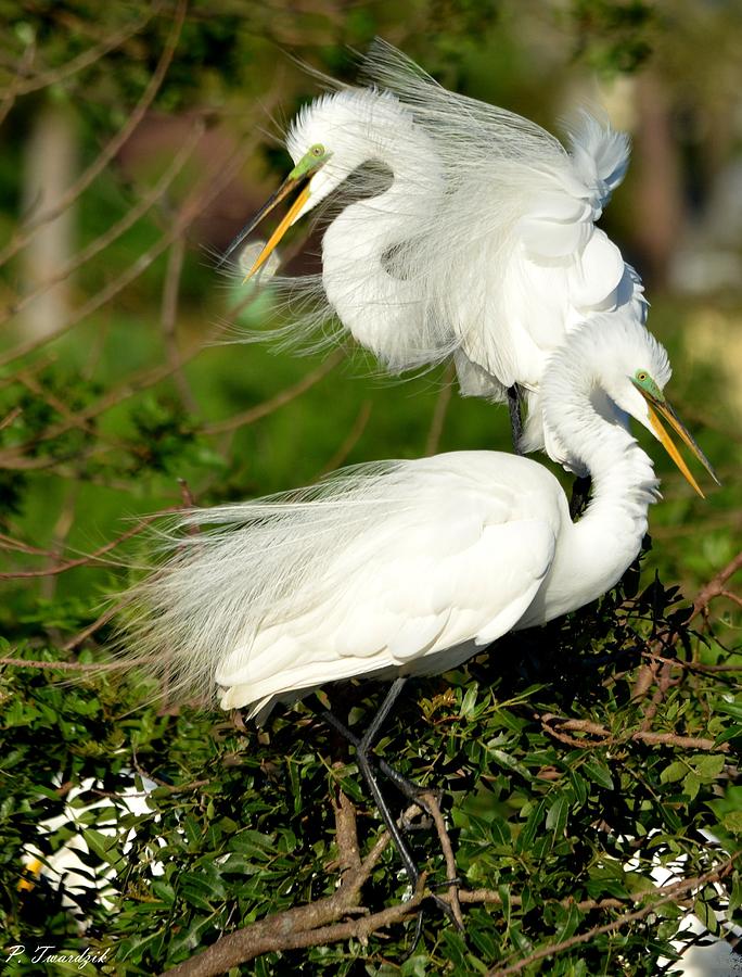 The Egret Mating Dance Photograph by Patricia Twardzik