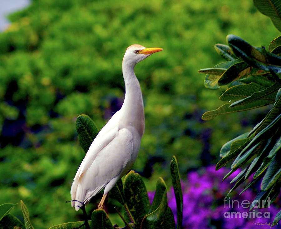 The Egret Outside My Window Photograph by Patricia Griffin Brett