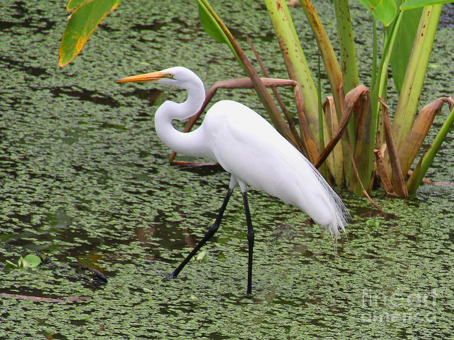The Egret Photograph by Rosemary Aubut