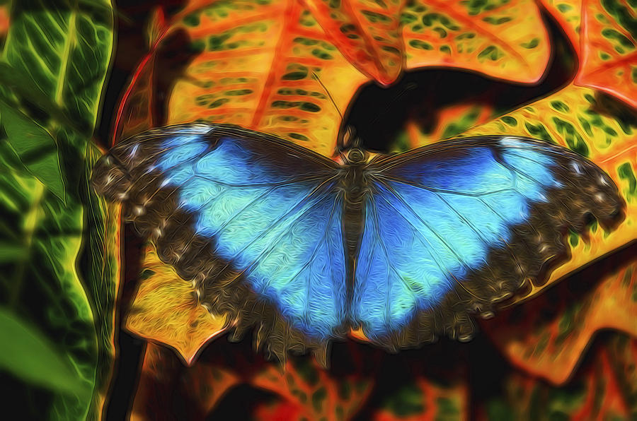 The Electric Blue Morpho Butterfly  Photograph by Saija Lehtonen