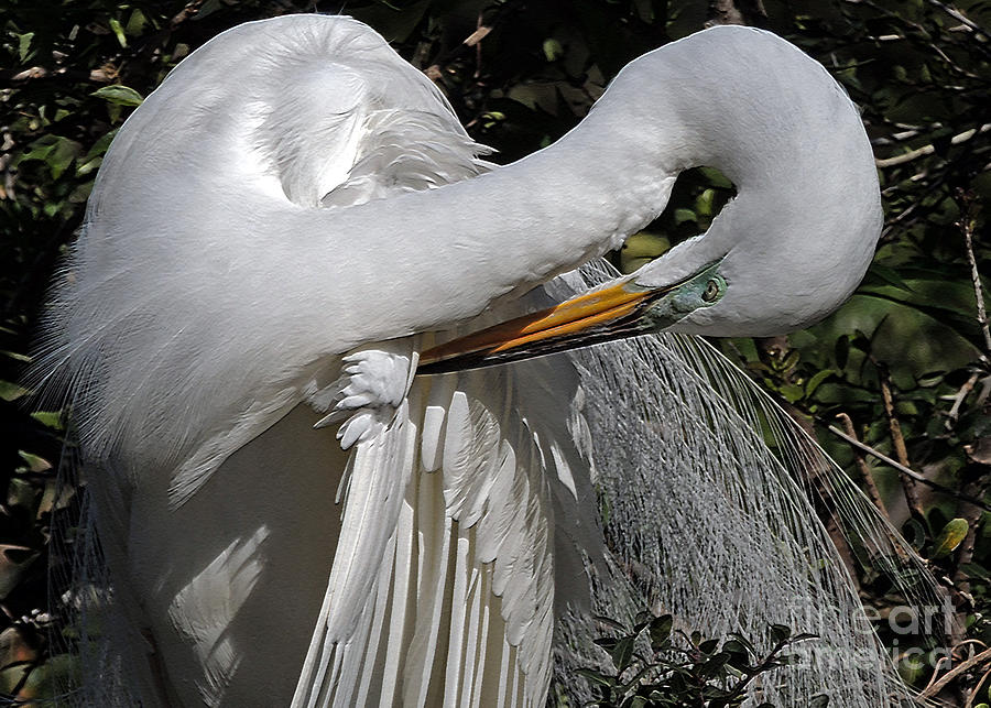 The Elegant Egret Photograph by Lydia Holly
