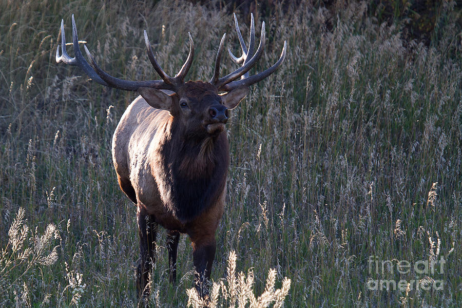 The Elegant Elk Photograph by Jim Garrison