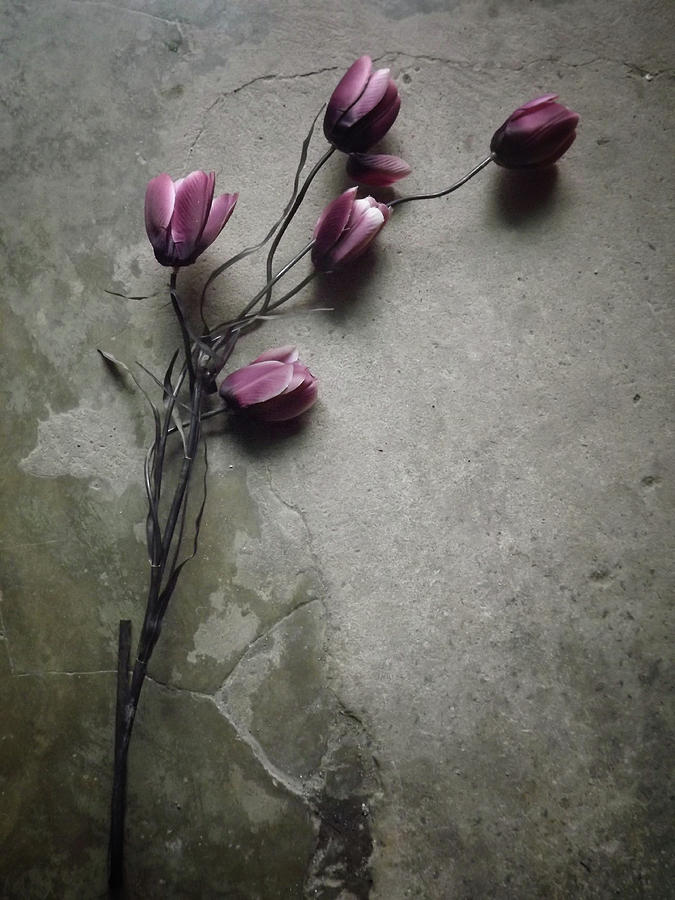 Still Life Photograph - The Elegant Tulip by Kahar Lagaa