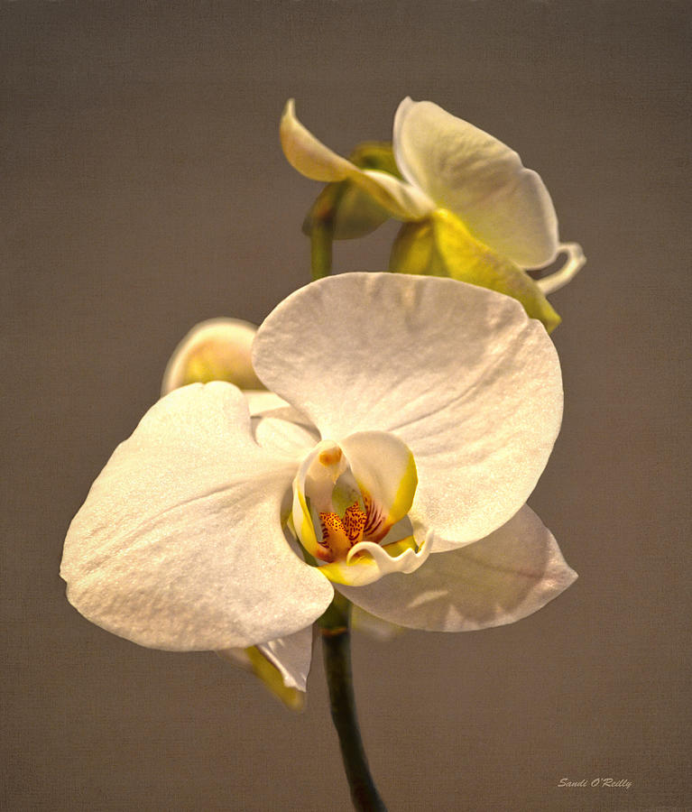 The Elegant White Orchid Photograph by Sandi OReilly
