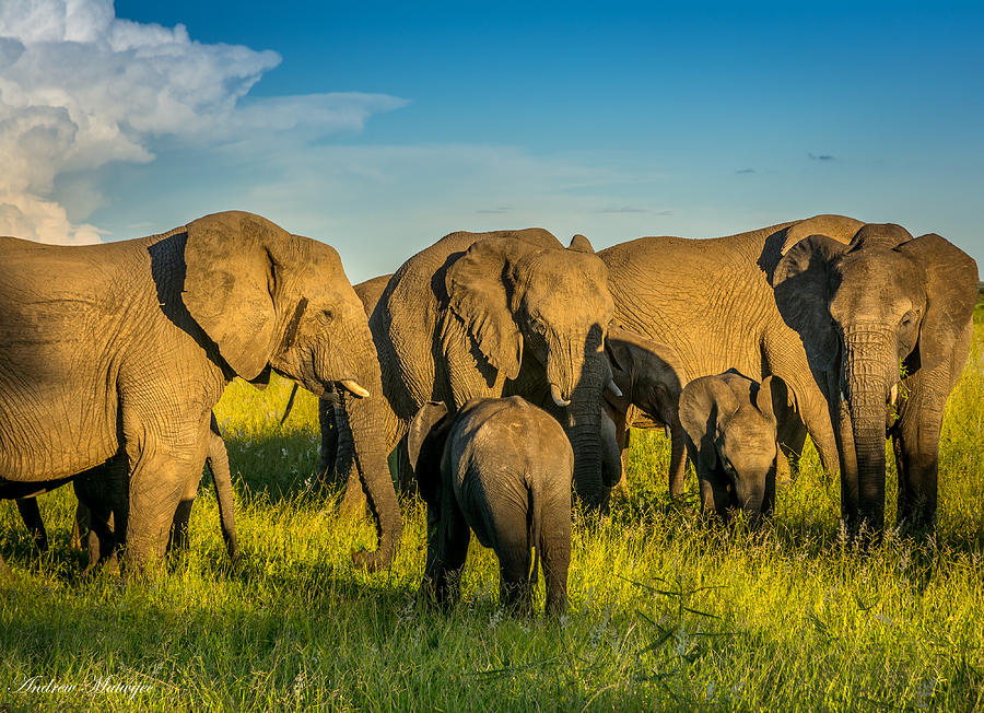 The Elephant Herd Photograph by Andrew Matwijec
