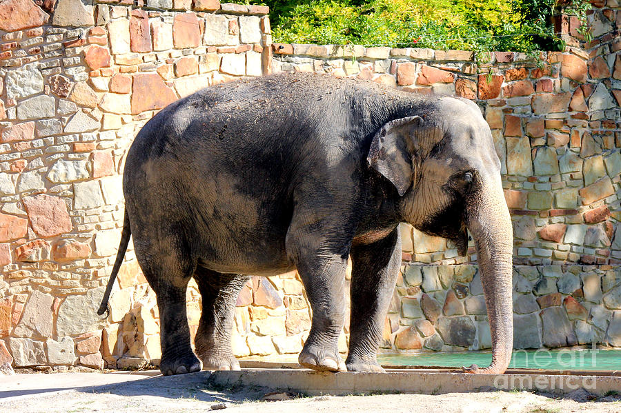 The Elephant Needs A Bath Photograph by Kathy  White