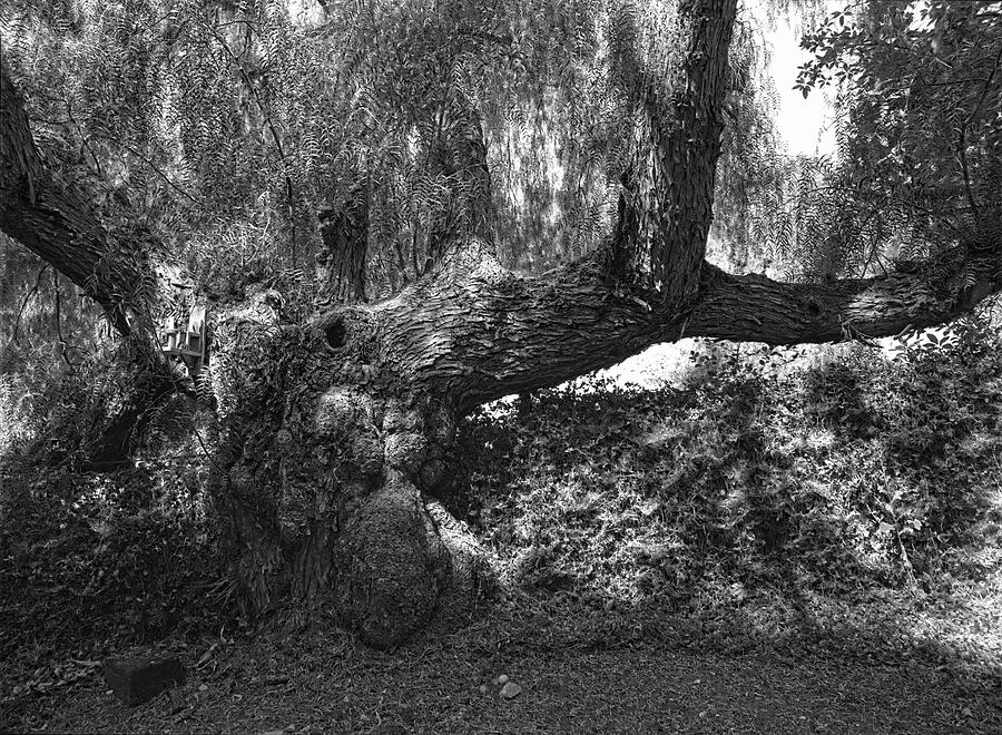 Black And White Photograph - The Elephant Tree by Guillermo Rodriguez