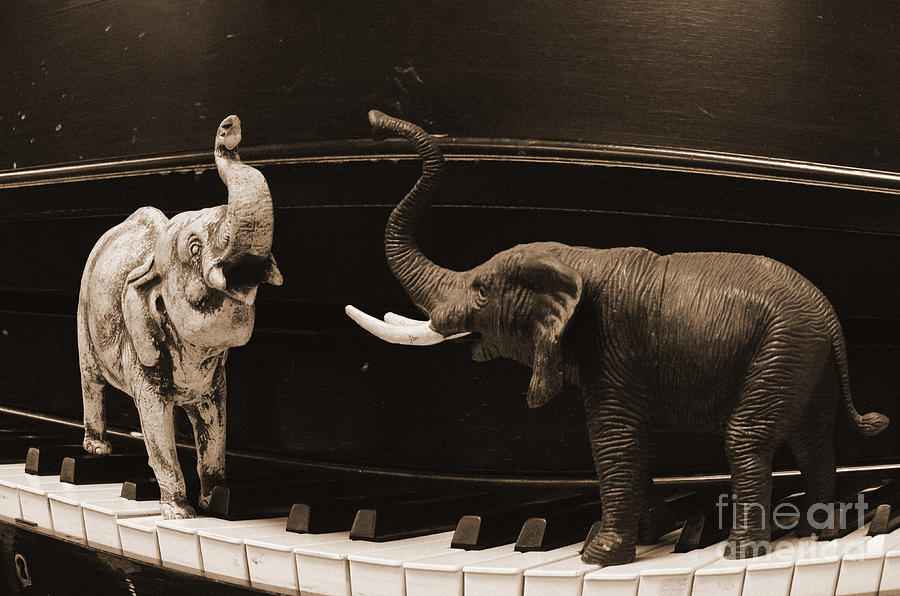 Elephant Photograph - The Elephant Walk by Jim Cook