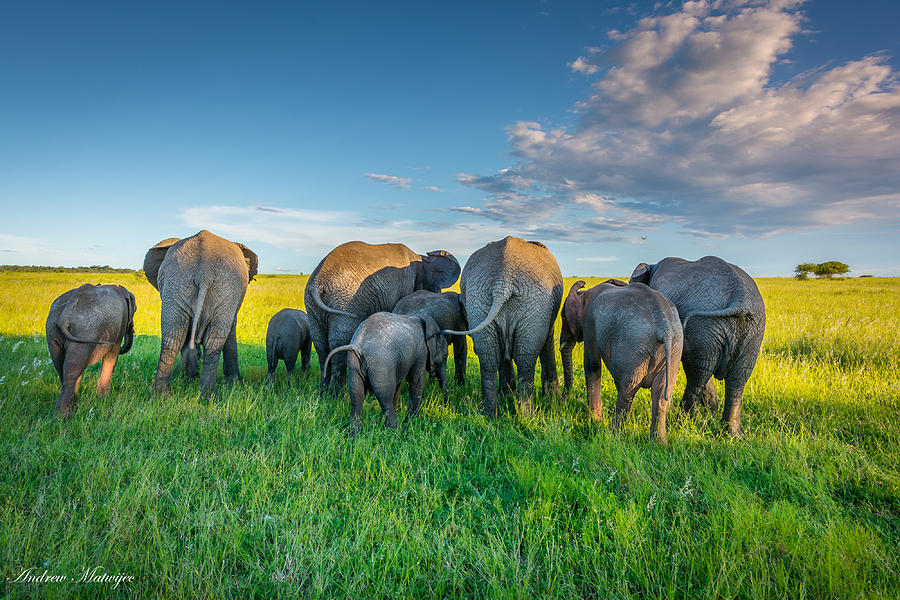 The Elephants Photograph by Andrew Matwijec