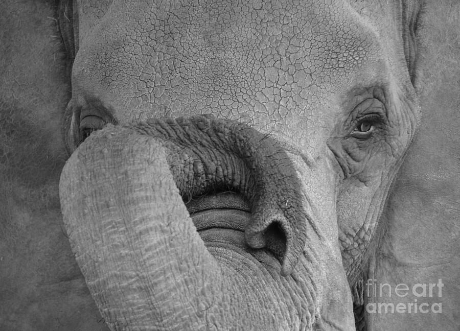 The Elephants eye Photograph by Randy J Heath