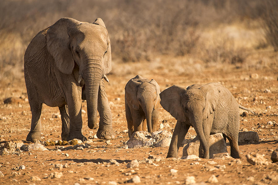 Wildlife Photograph - The Elephants Itching Rock by Paul W Sharpe Aka Wizard of Wonders