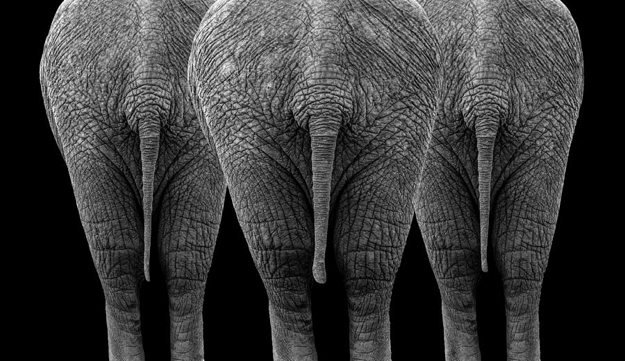 The Elephants Photograph by Sayyed Nayyer Reza