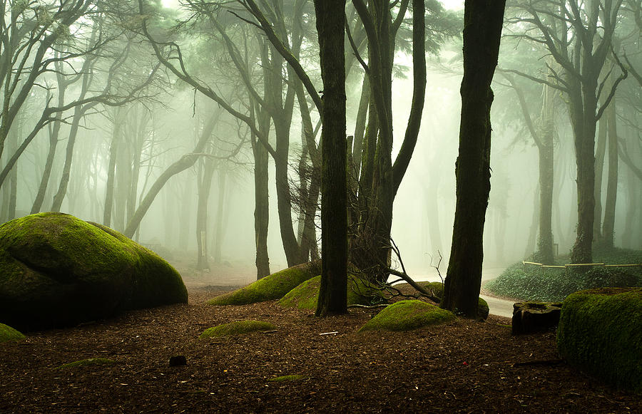 The elf world Photograph by Jorge Maia