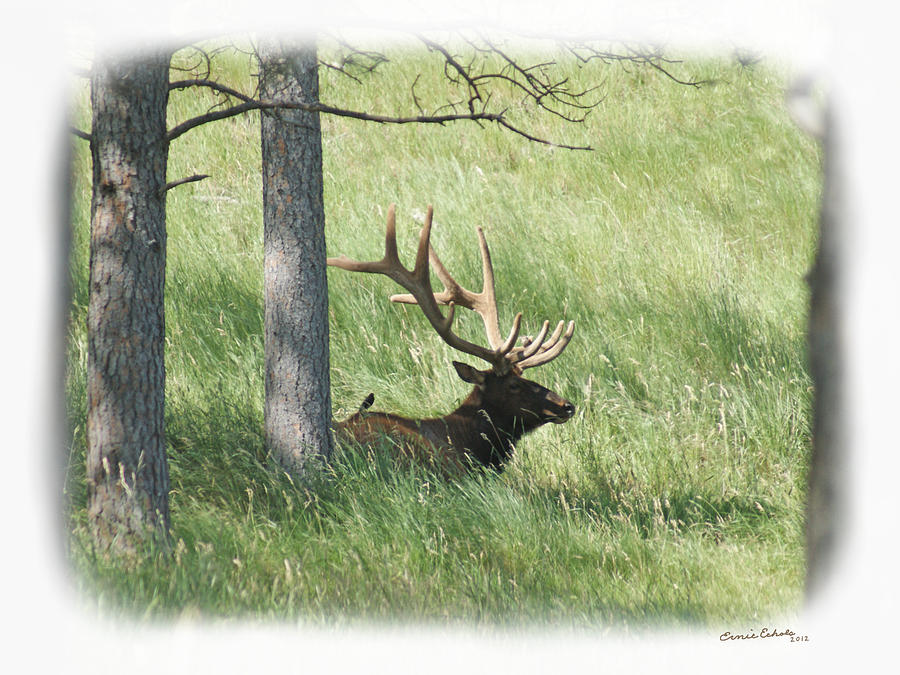 The Elk Photograph by Ernest Echols