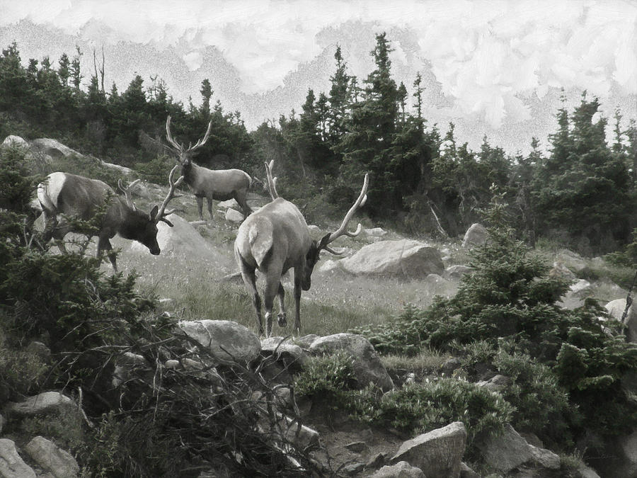 The Elk Painterly 2 Digital Art by Ernest Echols - Fine Art America