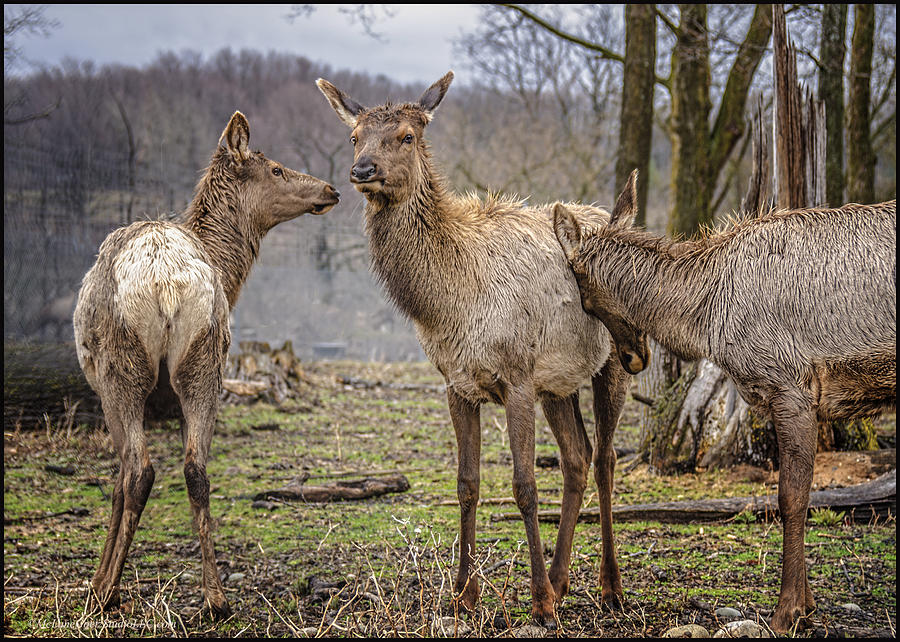 Deer Photograph - The Elks Convention by LeeAnn McLaneGoetz McLaneGoetzStudioLLCcom